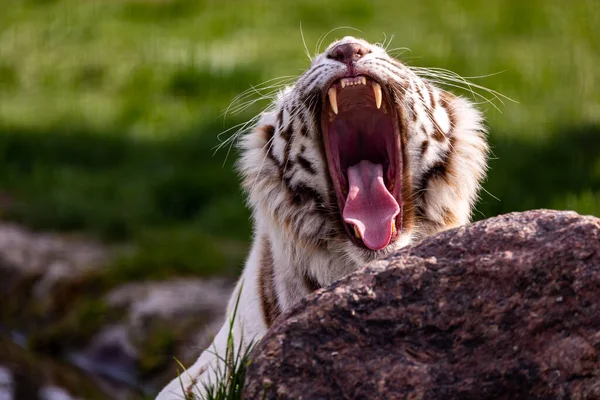 A white, albino Bengal tiger roaring with wide open mouth. . Animals threatened with extinction. Photo taken in natural, soft light.