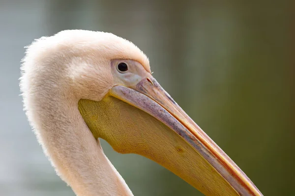 Großaufnahme Des Kopfes Eines Rosa Pelikans Gleichmäßig Verschwommener Hintergrund Foto — Stockfoto