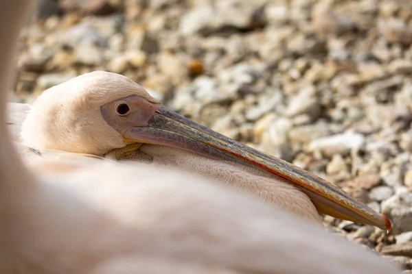 Großaufnahme Des Kopfes Eines Rosa Pelikans Gleichmäßig Verschwommener Hintergrund Foto — Stockfoto