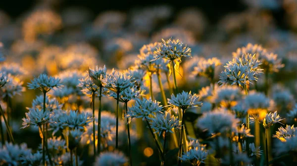 Close Carpet Wild Garlic Flowers Park Glow Setting Sun Piercing — Stockfoto