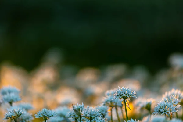 Close Carpet Wild Garlic Flowers Park Glow Setting Sun Piercing — Stockfoto