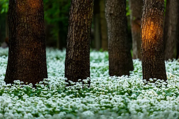 Carpet Wild Garlic Flowers City Park Glow Setting Sun Piercing — Stockfoto