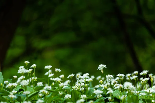Close Carpet Wild Garlic Flowers Park Fresh Green Color Blurry — Stockfoto