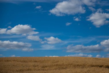 Panoramic picture of golden ears of wheat swaying in the wind on the field. Sunny weather in the middle of the day     