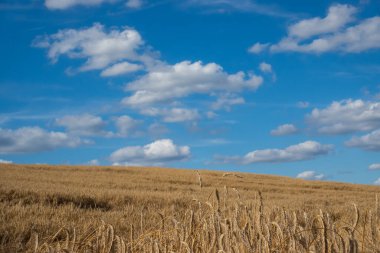 Panoramic picture of golden ears of wheat swaying in the wind on the field. Sunny weather in the middle of the day     