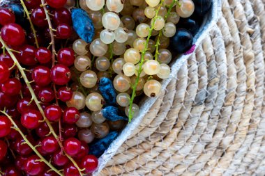A composition of red, black and white currants in a basket on the background of a mat on the table. Natural, soft light