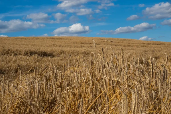 Panoramic picture of golden ears of wheat swaying in the wind on the field. Sunny weather in the middle of the day     