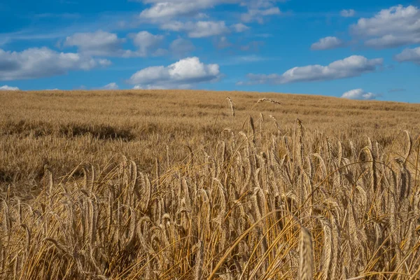Панорамне Зображення Золотих Вух Пшениці Погойдується Вітрі Полі Сонячна Погода — стокове фото