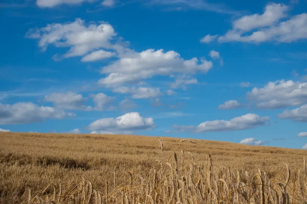 Panoramic picture of golden ears of wheat swaying in the wind on the field. Sunny weather in the middle of the day     