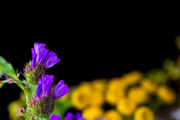 Сушеные Цветочные Композиции Много Цветов Видов Студийное Фото Сделанное Мигалкой — стоковое фото