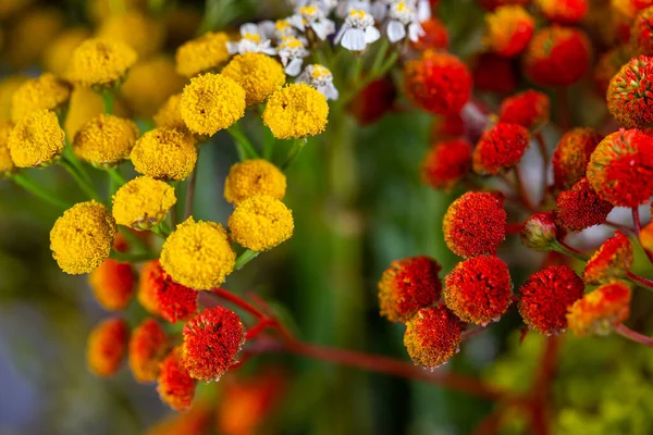 Arranjo Flores Secas Muitos Tipos Flores Cores Fotografia Estúdio Tirada — Fotografia de Stock