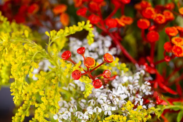 干枯的花朵排列 种类繁多 色彩斑斓 用闪光灯拍摄的工作室照片 — 图库照片