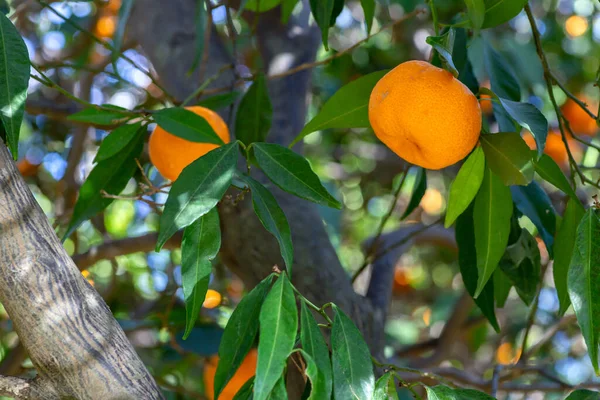 Türkiye 'de Bokeh ile birlikte ağaçtaki mandalina..