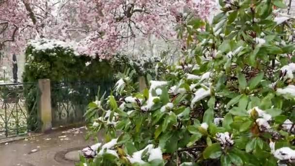 View Magnolia Trees Bloom Covered Snow Storm Spring — Vídeos de Stock