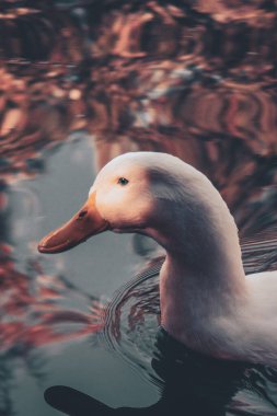 Photo of a duck in a painting, with warm warm colors and the blue eye of a duck traveling with her to the lake.