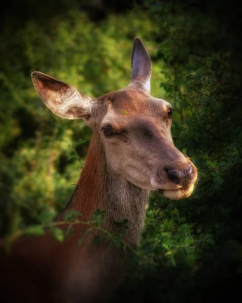 Beautiful Brown Deer Forest Walks Poses Camera — Stockfoto