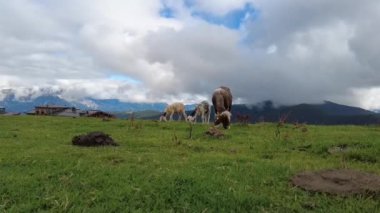 Avusturya dağlarında otlayan koyunlara yaklaşın.