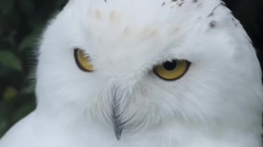 Kutup baykuşu, beyaz baykuş ve kutup baykuşu olarak da bilinen karlı baykuşun başını kapatın.