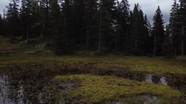 在一片漆黑的森林里 一只无人驾驶飞机在池塘上空盘旋 森林在池塘里反射着光芒 — 图库视频影像