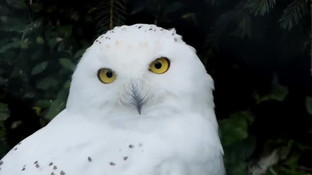 北極のフクロウ 白フクロウ 北極のフクロウとしても知られているカメラのレンズを見て好奇心旺盛な雪のフクロウのクローズアップ — ストック動画