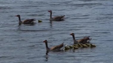 Yavru kazlar suda yüzüyor, yavaş çekim 50 fp.