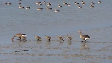 Greylag kazları ve yavruları yüzmek için birbirlerini takip ederler.