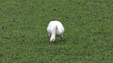 White swan seen from the front grazing in a meadow