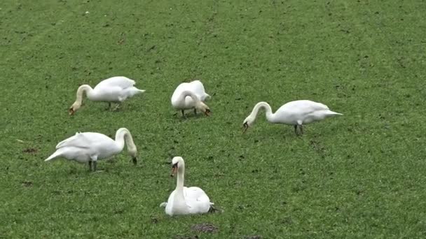 Group White Swans Grazing Green Meadow — Stockvideo