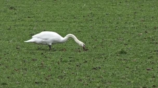 White Swan Seen Side Grazing Meadow Filmato Stock Royalty Free