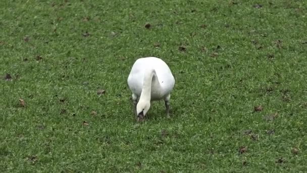 White Swan Seen Front Grazing Meadow — Stockvideo