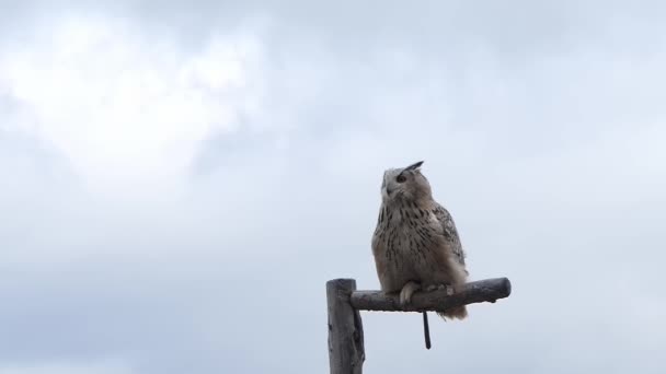 Eagle Owl Sits Branch Flies Away Slow Motion 120Fps Clip Video