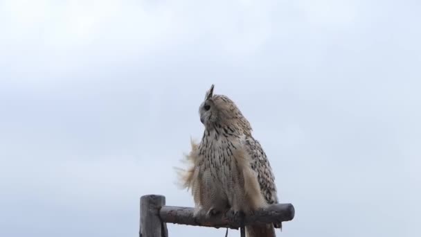 Eagle Owl Sits Branch Flies Camera Slow Motion 60Fps — Vídeo de Stock