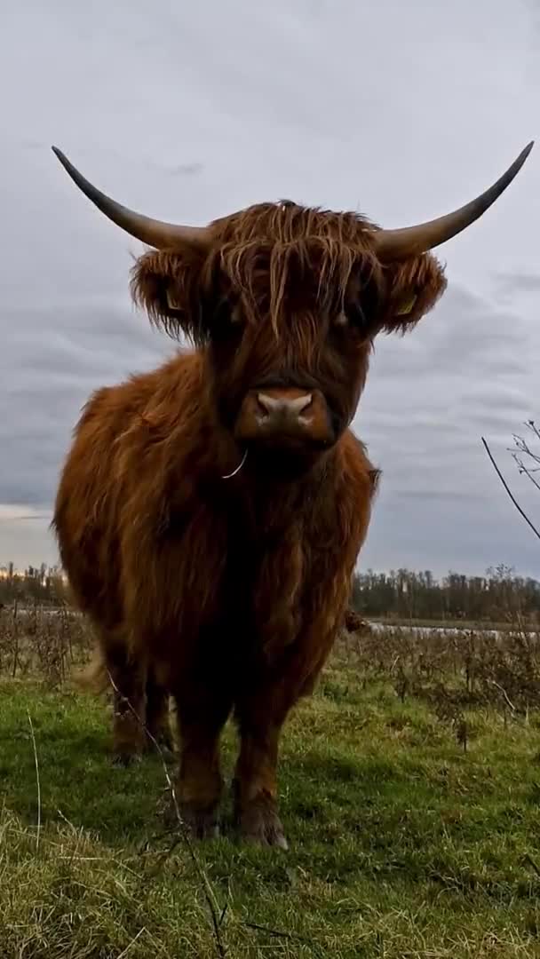 Woolly Reddish Brown Highland Cow Looks Straight Camera Vertical Footage — Stok Video
