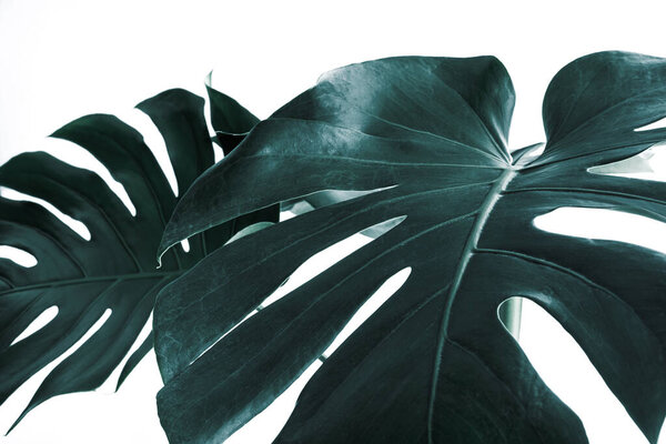Selective focus.Real monstera leaves decorating for composition design.Tropical,botanical nature concepts ideas.