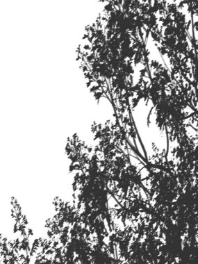 Eski bir kış dallanma ağacı. Ağaçların gölgeleri.