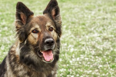 Büyük kahverengi çoban köpeği oturur ve etrafa bakar. Kaliteli fotoğraf. yeşil çimenler.