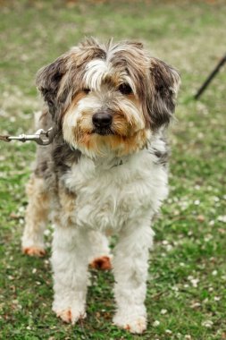 Büyük kahverengi bir Beaver-a Yorkshire teriyeri oturur ve etrafa bakar. Kaliteli fotoğraf. yeşil çimenler.