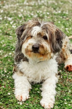Büyük kahverengi bir Beaver-a Yorkshire teriyeri oturur ve etrafa bakar. Kaliteli fotoğraf. yeşil çimenler.
