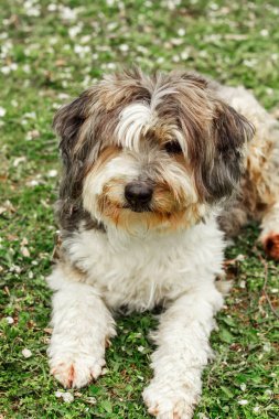 Büyük kahverengi bir Beaver-a Yorkshire teriyeri oturur ve etrafa bakar. Kaliteli fotoğraf. yeşil çimenler.