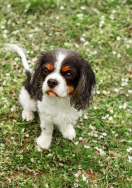 Şirin, dekoratif bir köpek oturur ve etrafa bakar. Kaliteli fotoğraf. Kral Charles yeşil çimlerin üzerinde spaniel. Cüce köpek cinsi. Posterdeki, takvimdeki, kartpostaldaki bir köpeğin fotoğrafı.