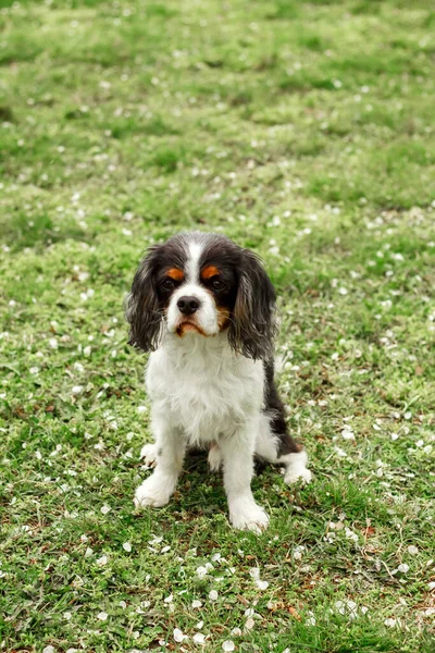 一只可爱的装饰小狗坐在那里环顾四周 高质量的照片 查尔斯国王在绿草上猎狗 矮小品种的狗 明信片上的狗的照片 — 图库照片