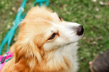 Şirin, dekoratif bir köpek oturur ve etrafa bakar. Kaliteli fotoğraf. Yeşil çimlerin üzerinde Golden Retriever. Cüce köpek cinsi. Posterdeki, takvimdeki, kartpostaldaki bir köpeğin fotoğrafı.