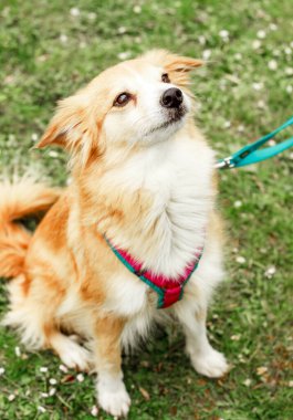 Şirin, dekoratif bir köpek oturur ve etrafa bakar. Kaliteli fotoğraf. Yeşil çimlerin üzerinde Golden Retriever. Cüce köpek cinsi. Posterdeki, takvimdeki, kartpostaldaki bir köpeğin fotoğrafı.