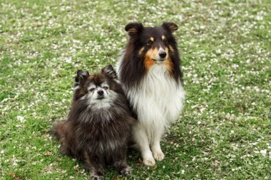 Şirin, dekoratif bir köpek oturur ve etrafa bakar. Kaliteli fotoğraf. Pomeranian ve Sheltie yeşil çimlerin üzerinde. Cüce köpek cinsi. Posterdeki, takvimdeki, posta arabasındaki bir köpeğin fotoğrafı.