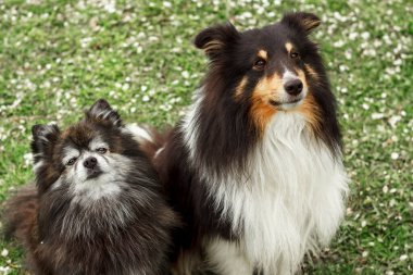 Şirin, dekoratif bir köpek oturur ve etrafa bakar. Kaliteli fotoğraf. Pomeranian ve Sheltie yeşil çimlerin üzerinde. Cüce köpek cinsi. Posterdeki, takvimdeki, posta arabasındaki bir köpeğin fotoğrafı.