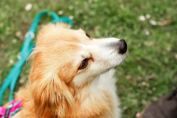 Şirin, dekoratif bir köpek oturur ve etrafa bakar. Kaliteli fotoğraf. Yeşil çimlerin üzerinde Golden Retriever. Cüce köpek cinsi. Posterdeki, takvimdeki, kartpostaldaki bir köpeğin fotoğrafı.