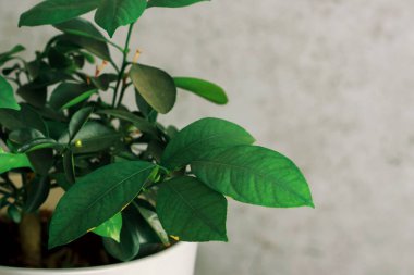 Masasında güzel çiçekler olan bir vazo. Mavi vazoda yeşil yapraklar. Çiçekli bir saksı. Kapalı alan çiçekleri. Küçük çiçekler. İç kısımda bir çiçek. Tasarım. evdeki bitkilerle ilgilen.