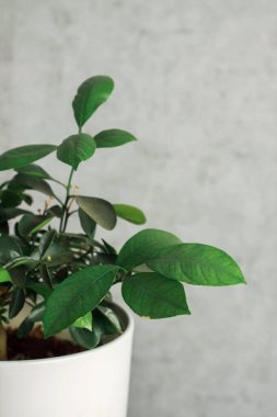 Masasında güzel çiçekler olan bir vazo. Mavi vazoda yeşil yapraklar. Çiçekli bir saksı. Kapalı alan çiçekleri. Küçük çiçekler. İç kısımda bir çiçek. Tasarım. evdeki bitkilerle ilgilen.