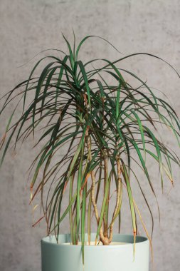 Masasında güzel çiçekler olan bir vazo. Mavi vazoda yeşil yapraklar. Çiçekli bir saksı. Kapalı alan çiçekleri. Küçük çiçekler. İç kısımda bir çiçek. Tasarım. evdeki bitkilerle ilgilen.