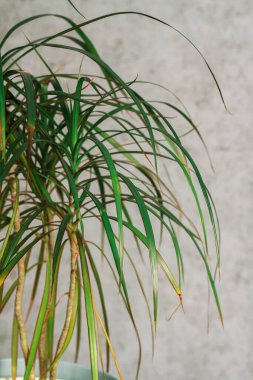 Masasında güzel çiçekler olan bir vazo. Mavi vazoda yeşil yapraklar. Çiçekli bir saksı. Kapalı alan çiçekleri. Küçük çiçekler. İç kısımda bir çiçek. Tasarım. evdeki bitkilerle ilgilen.